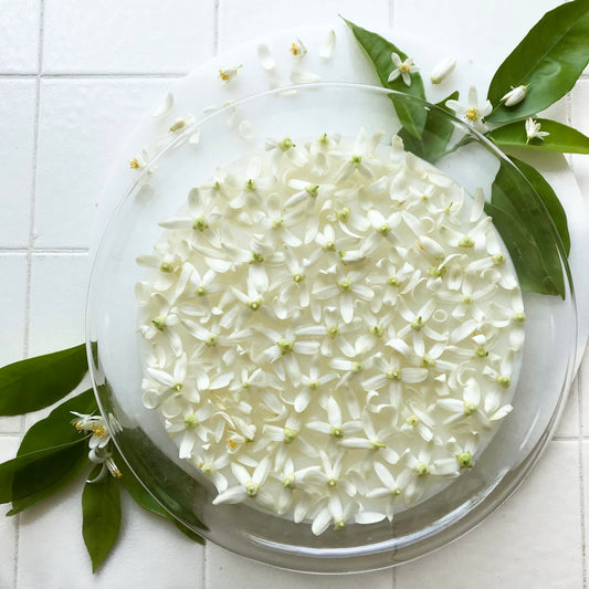 DIY Orange Blossom Enfleurage