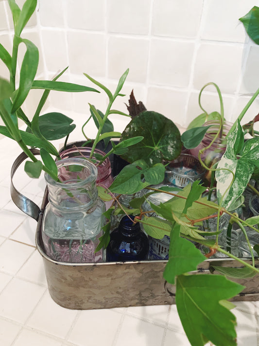 Giant Plant Propagation Station Gift DIY