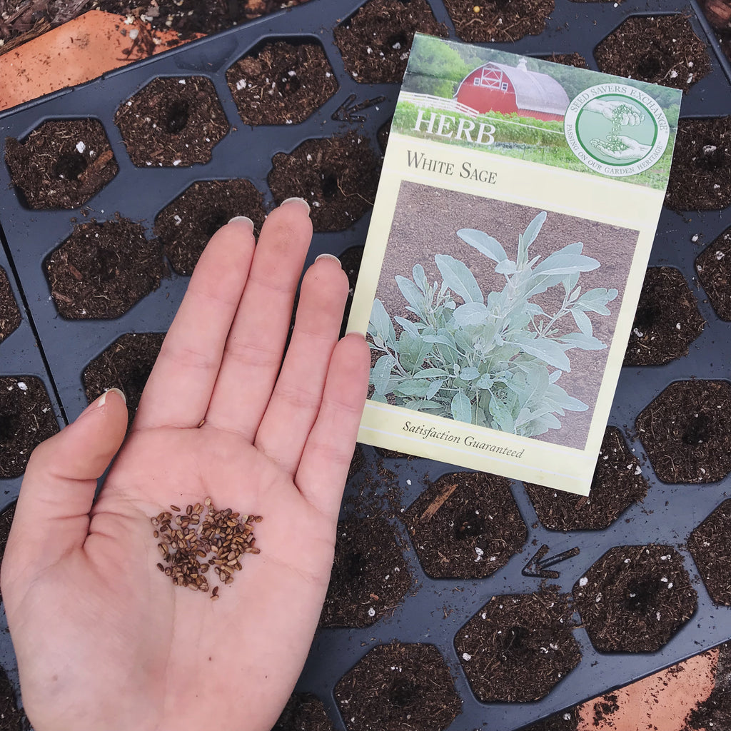 Complete White Sage Growing Guide