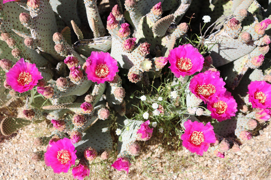 Anza Borrego Wildflowers & Cacti Blooms